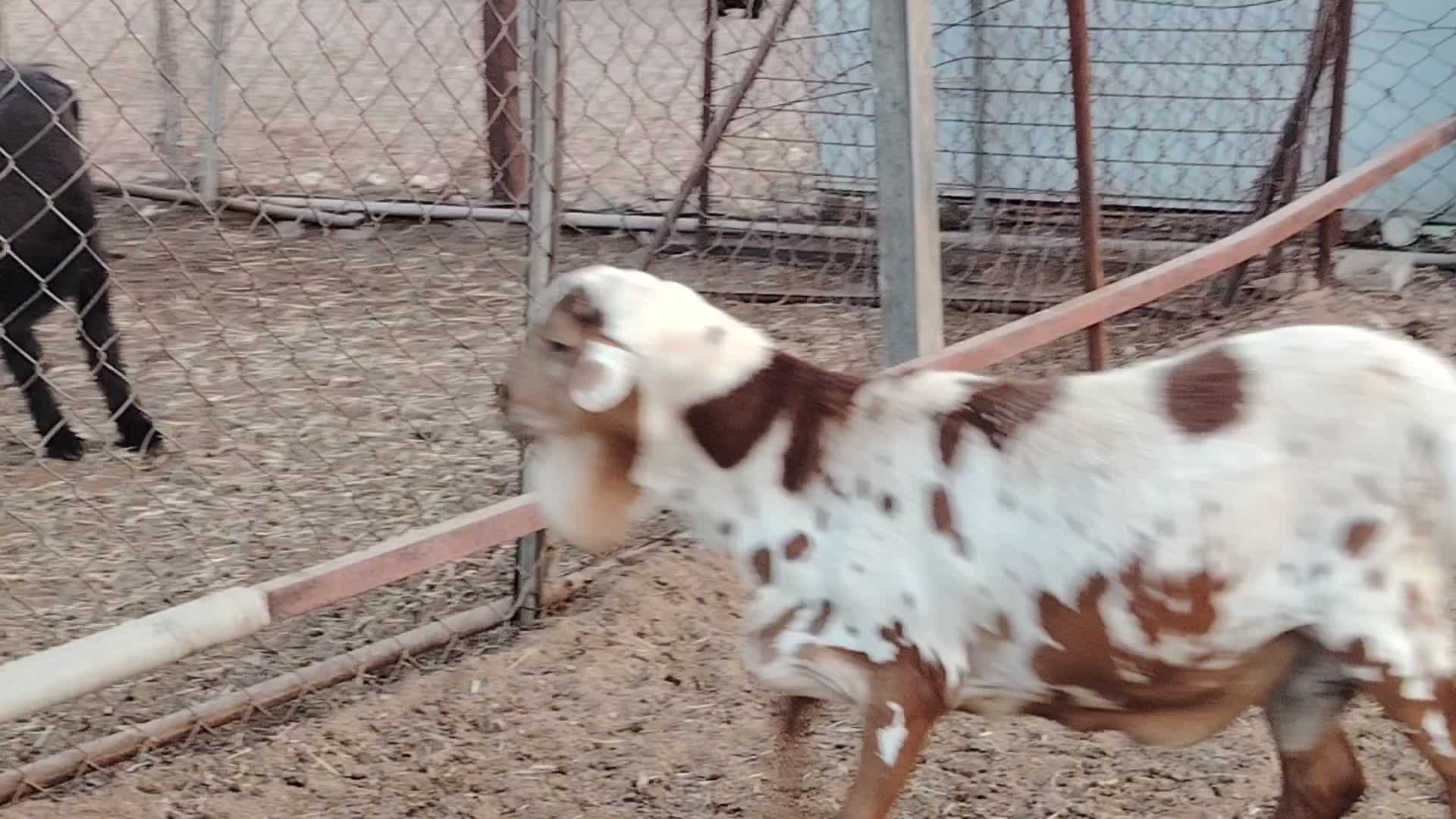 للبيع فحل بربري جدع - 2