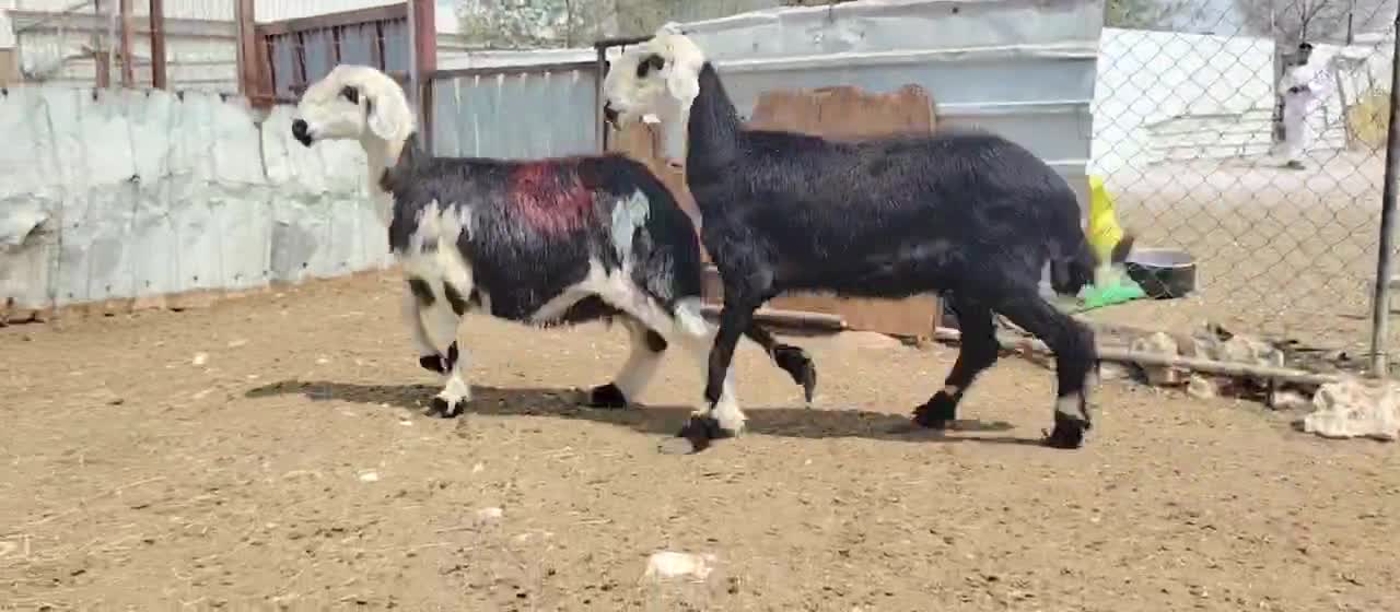 للبيع شويهات نجد طيبه دفيع شرط - 1