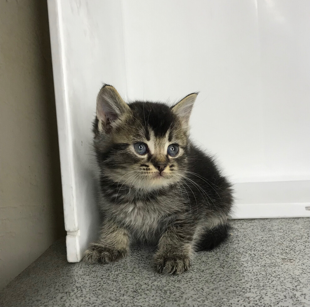 Scottish starlight tabby  - 1