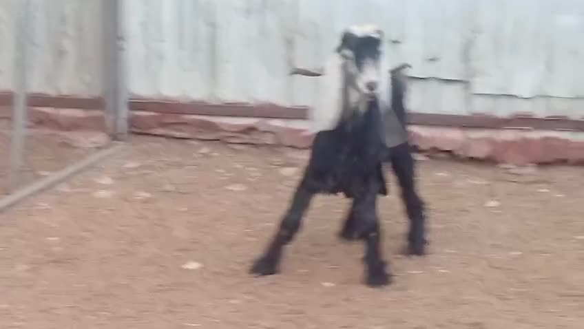 للبيع فحل عارضي حاار - 1