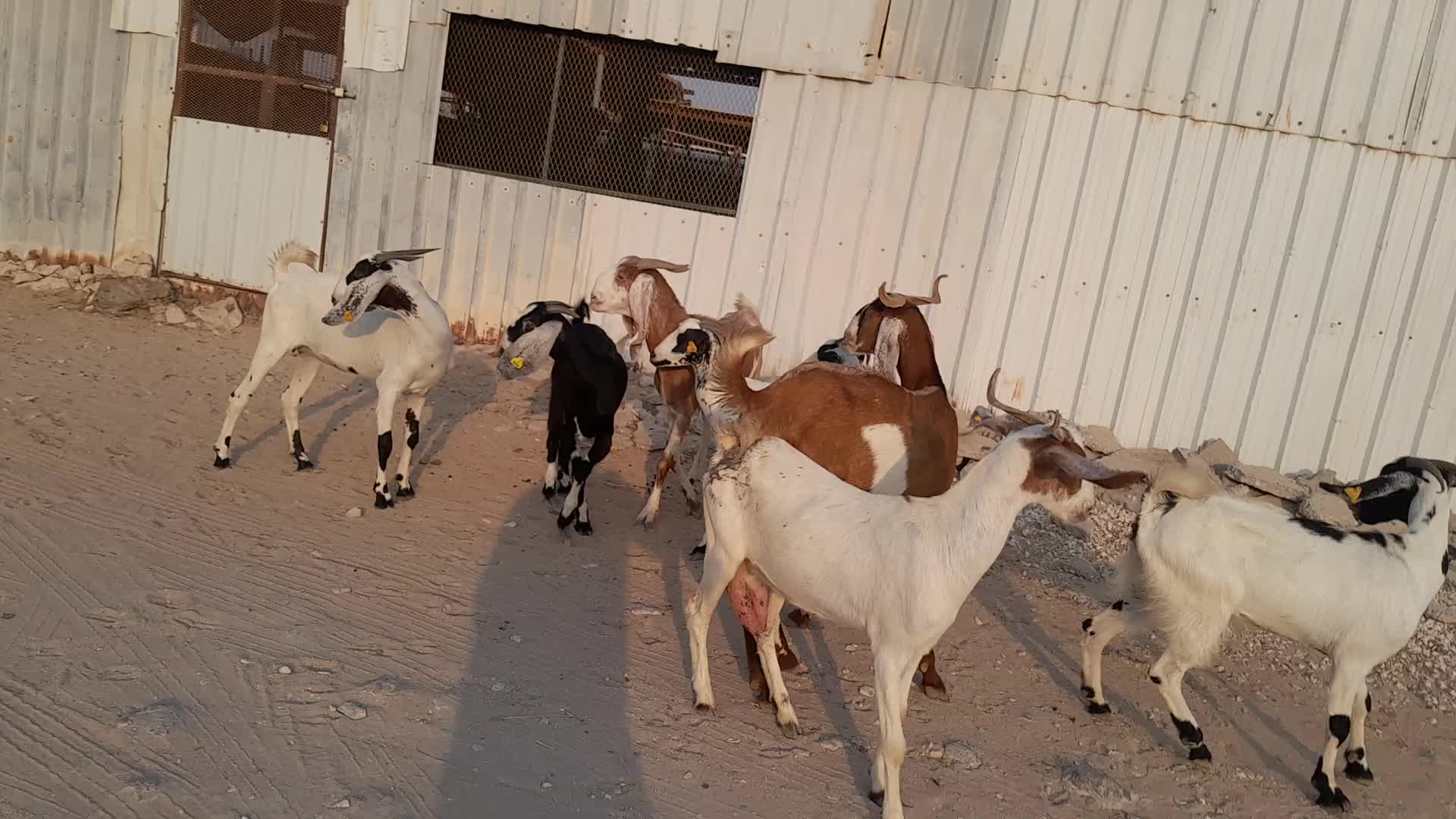جمدات مشاريك - 1