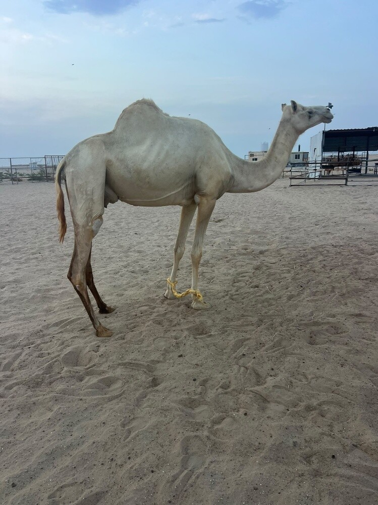 سودانيه عشراه جاهزه للضراب - 1