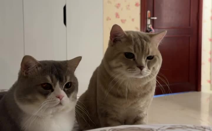 Cats for Adoption - 4