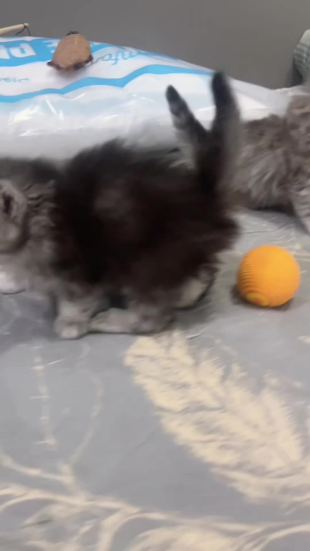 luna rio  - 4