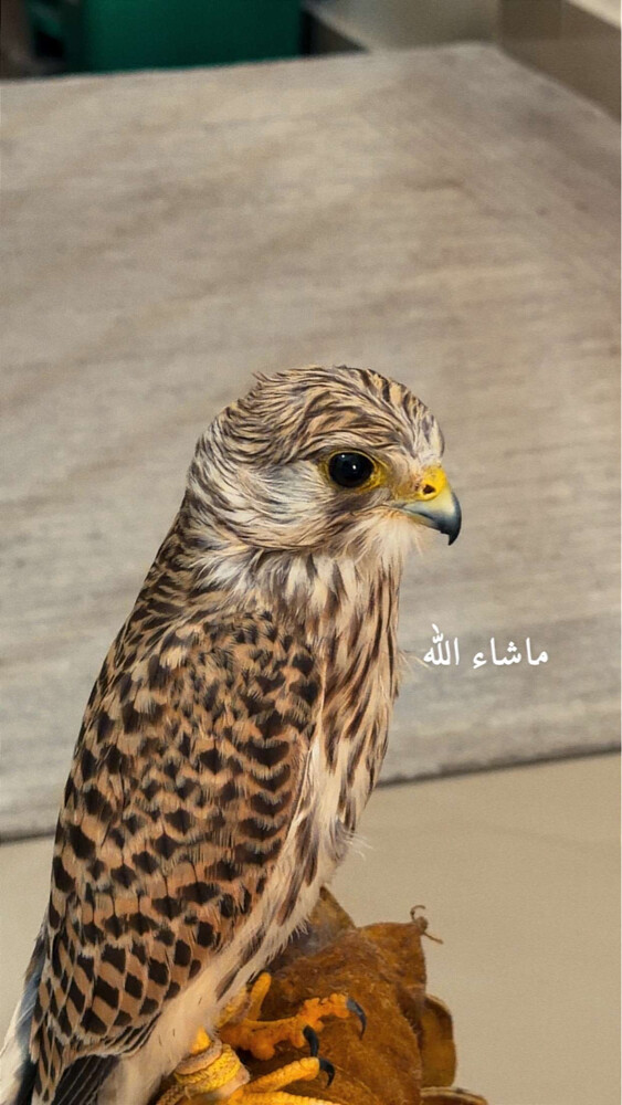 شرياص  - 1
