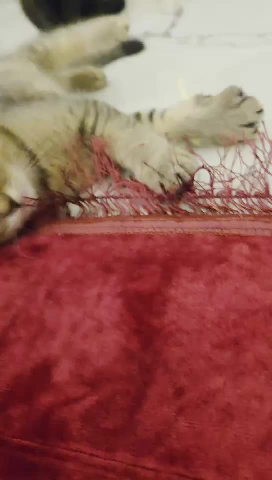 سكوتش ستريت بيور - 4