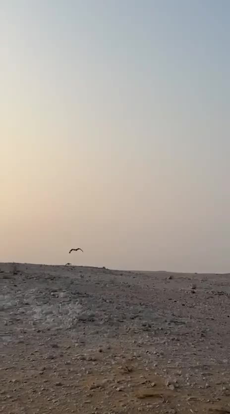 للبيع جير شاهين  - 2