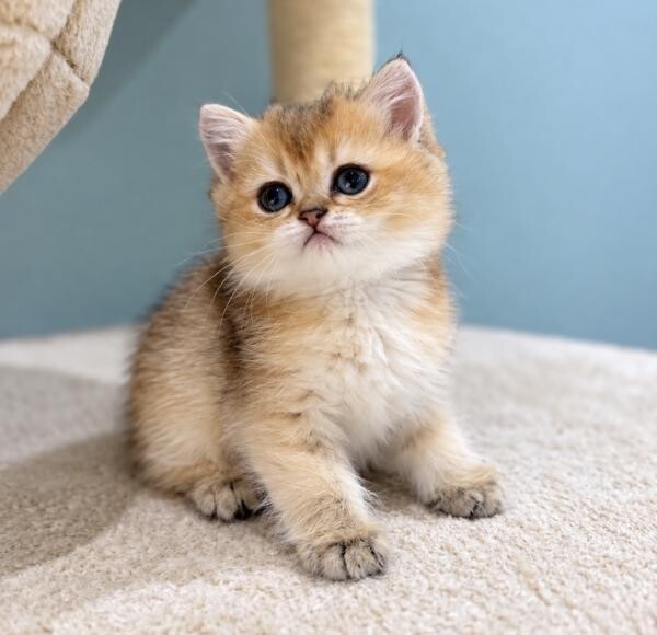 Purebred Scottish Straight Kitten - 1