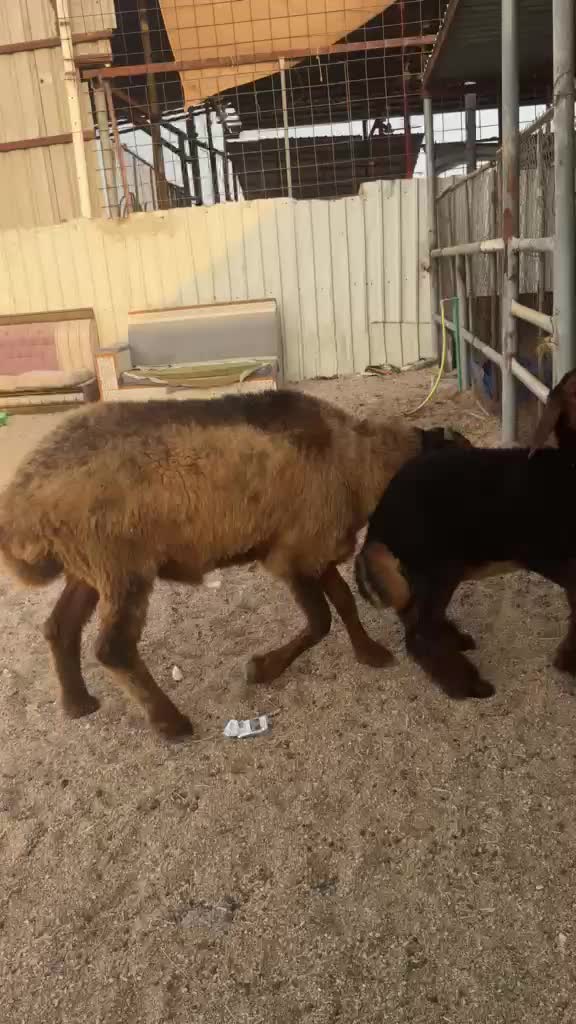 للبيع فحل عربي حار - 2