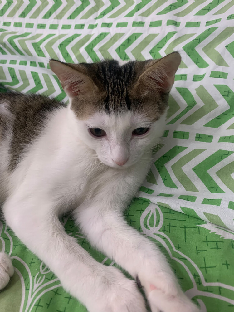 kitten cat - 3