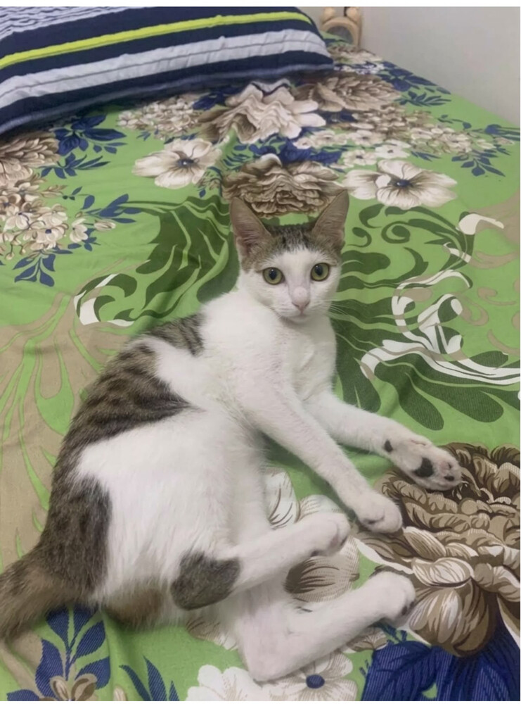 kitten cat - 1