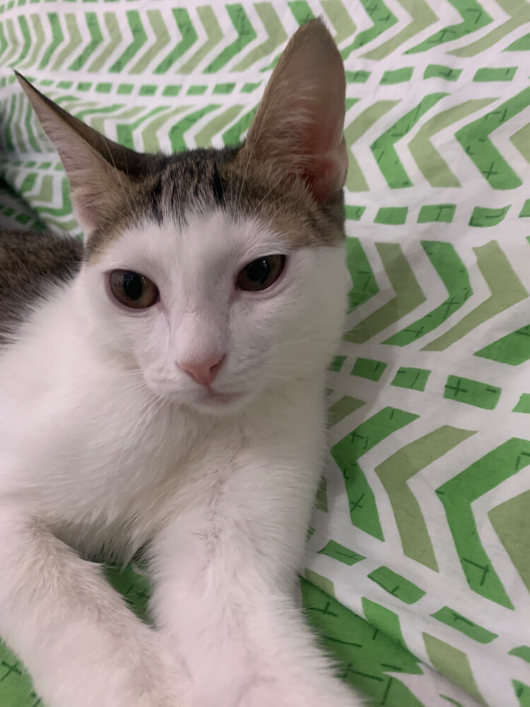 kitten cat - 2