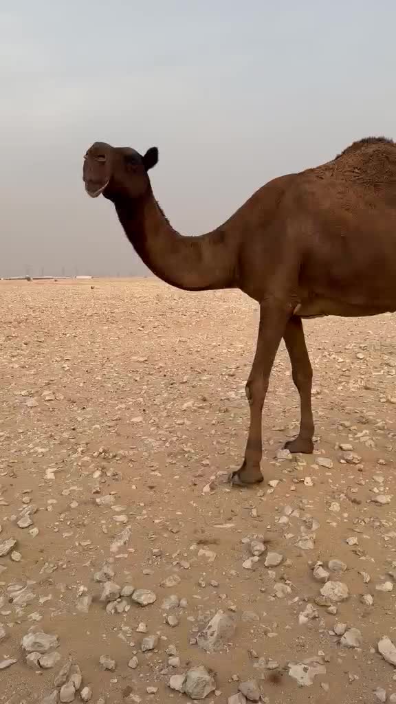 عشرا معزول حاشيها - 1