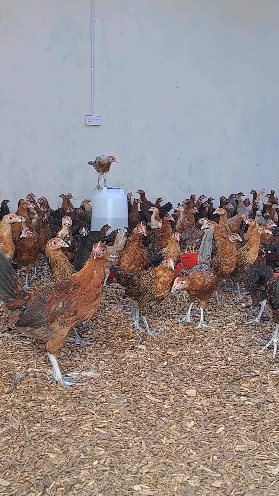 Baladi Chicken - 1