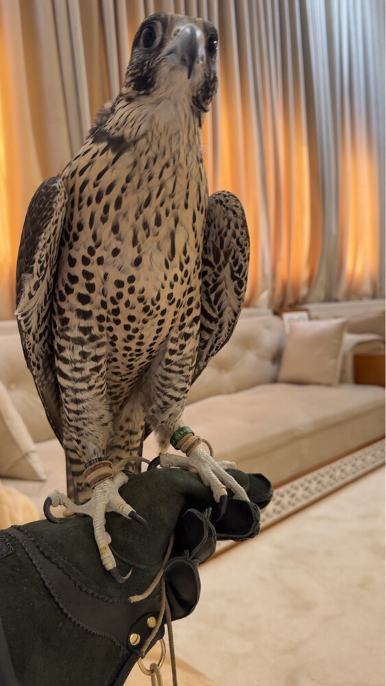 جير شاهين اشبيلي طيب  - 3
