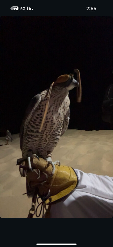 جير شاهين اشبيلي طيب  - 6