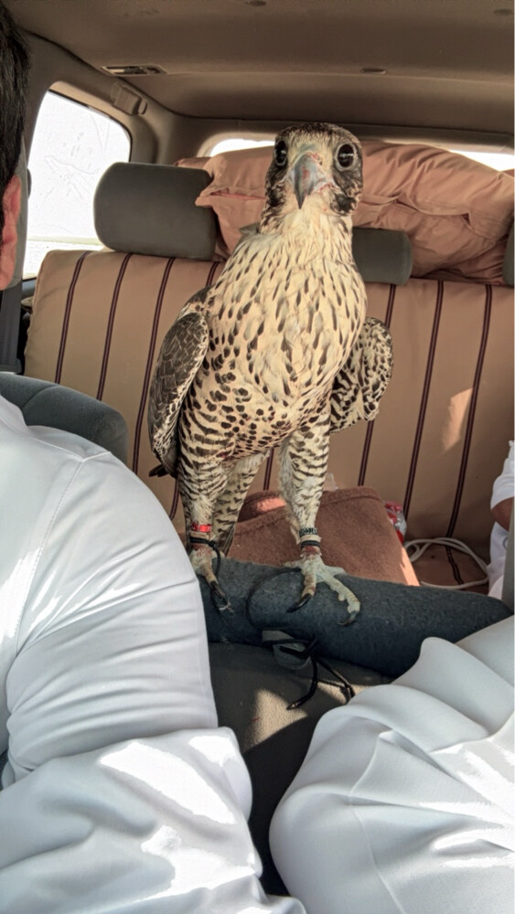 جير شاهين اشبيلي طيب  - 4