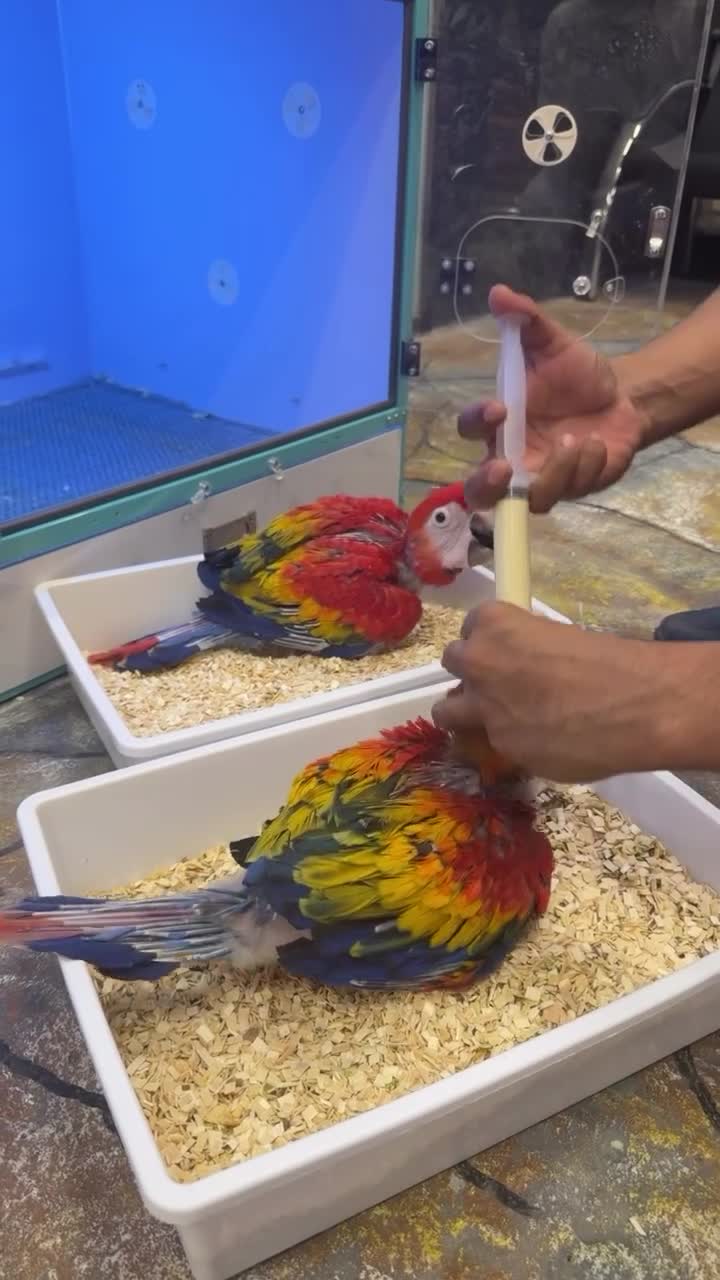 scarlet macaw  - 1