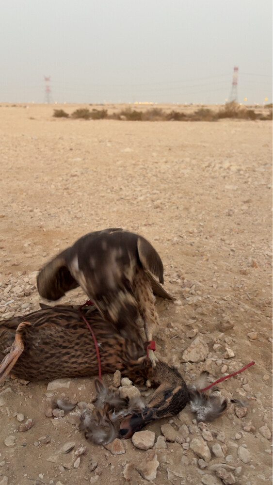 شاهين  بكر بثوب الفرخ - 2