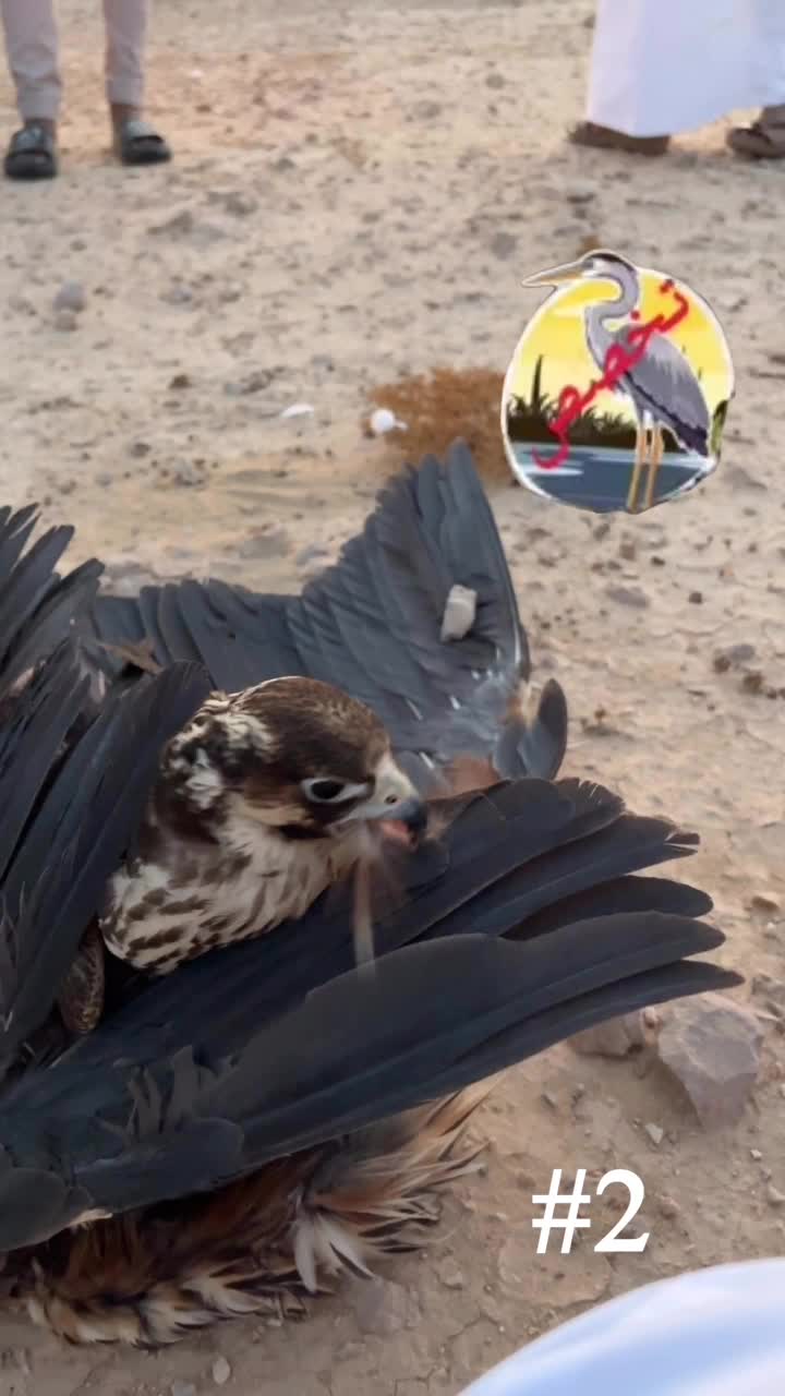 شاهين  بكر بثوب الفرخ - 3