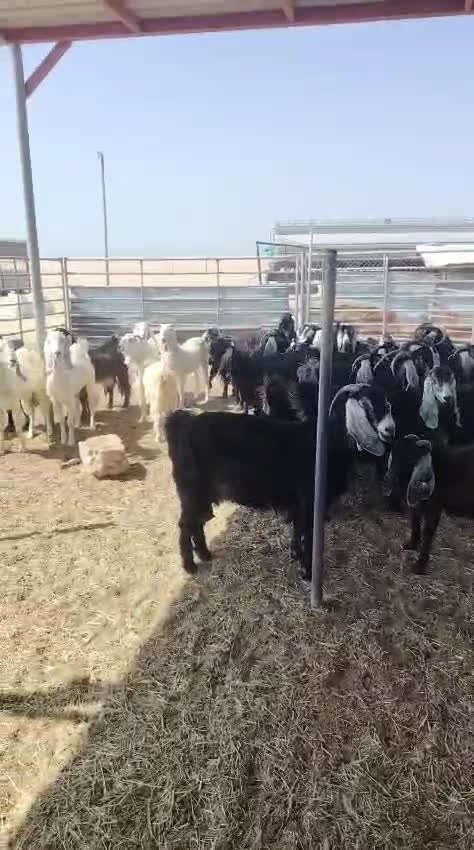 معزا مع الفحل عوارض - 1
