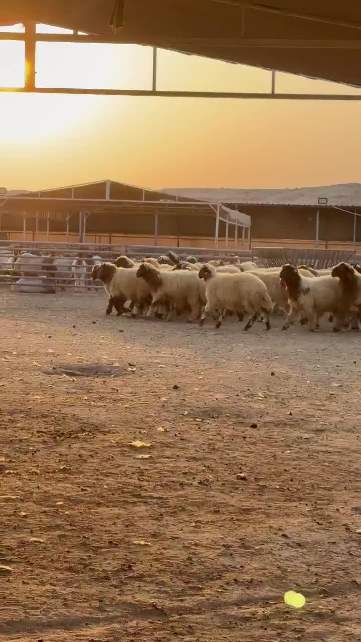 للبيع خرفان انتاج مزرعه - 1