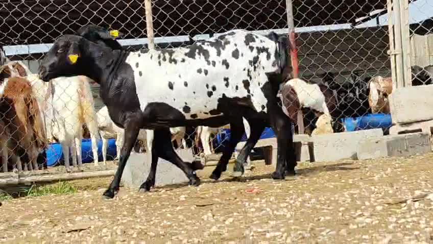 للبيع شويهات بربر بيرشن طيبه - 1