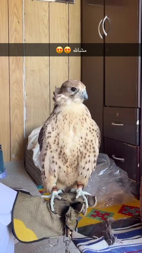 حر بكر  - 3