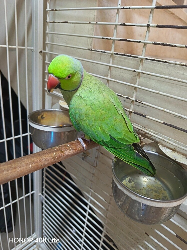 Dorah - 3