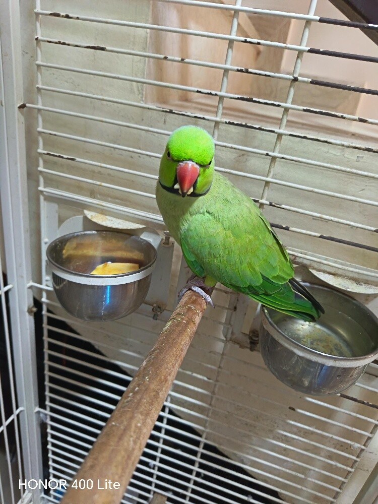 Dorah - 2