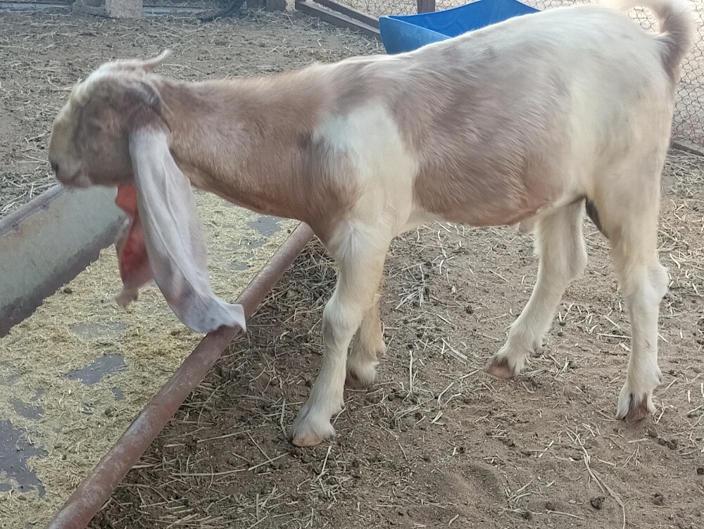 تيس جزاع - 2