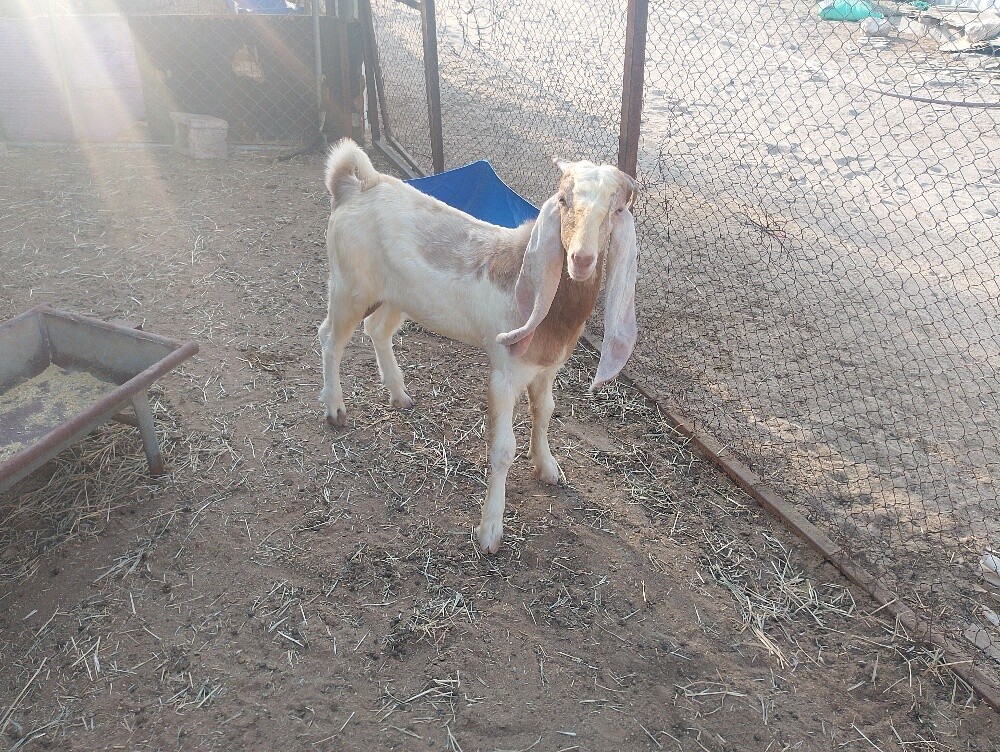 تيس جزاع - 3
