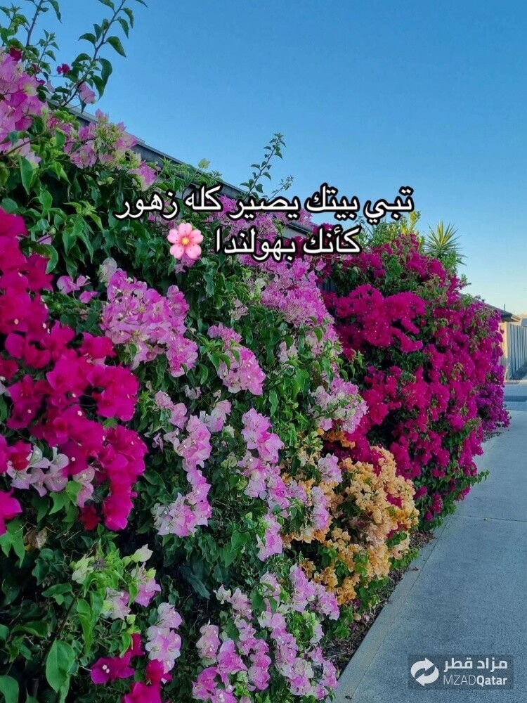 زراعه الورود والاشجار المثمره - 1