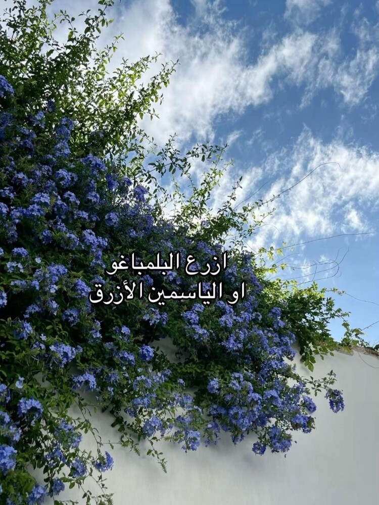 زراعه الورود والاشجار المثمره - 1