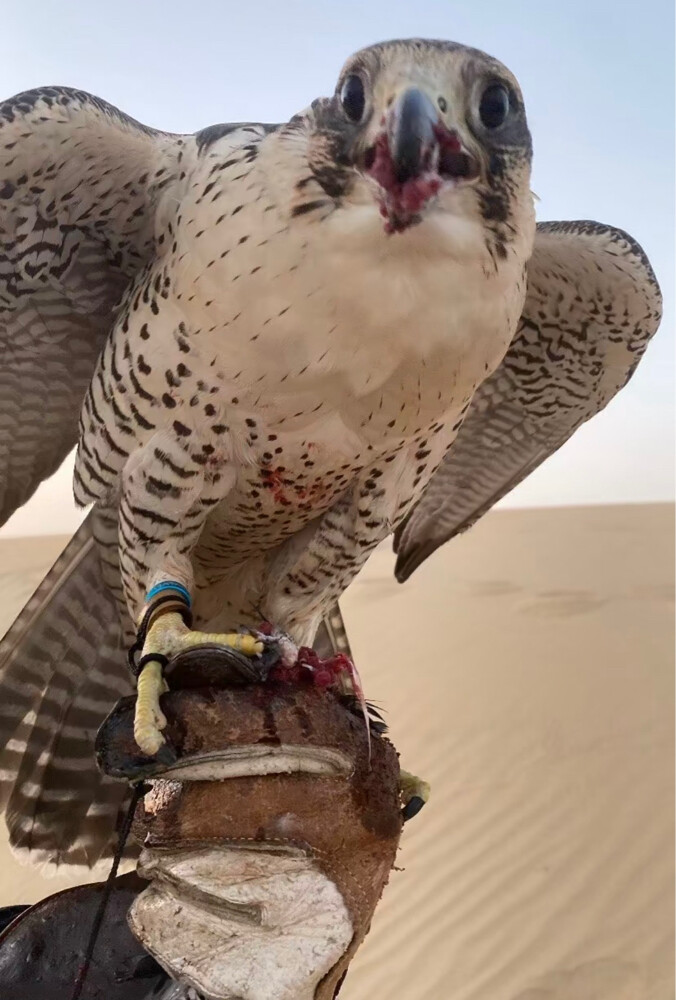 جير شاهين - 1