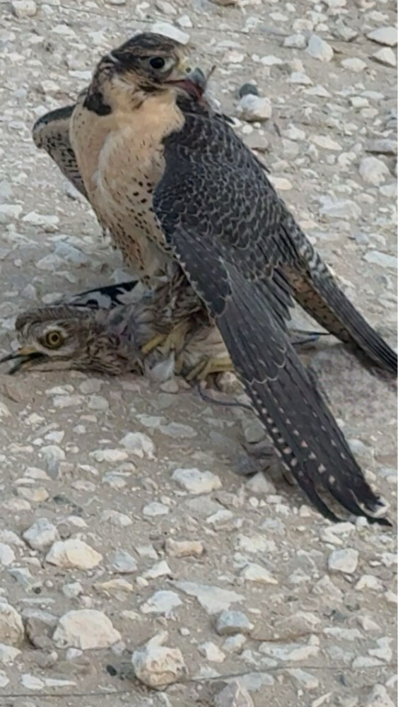 جير شاهين - 2