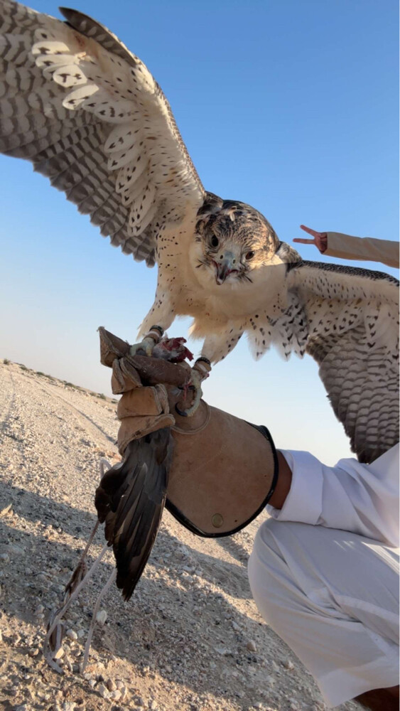 جير تبع قرناس ثنو بريطاني 15-15.3 - 3