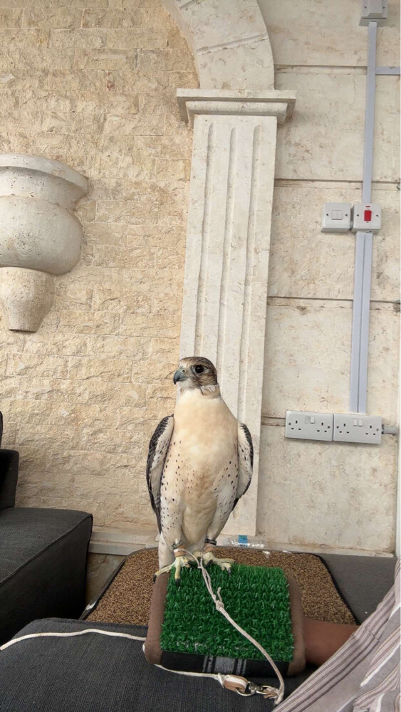 جير تبع قرناس ثنو بريطاني 15-15.3 - 4