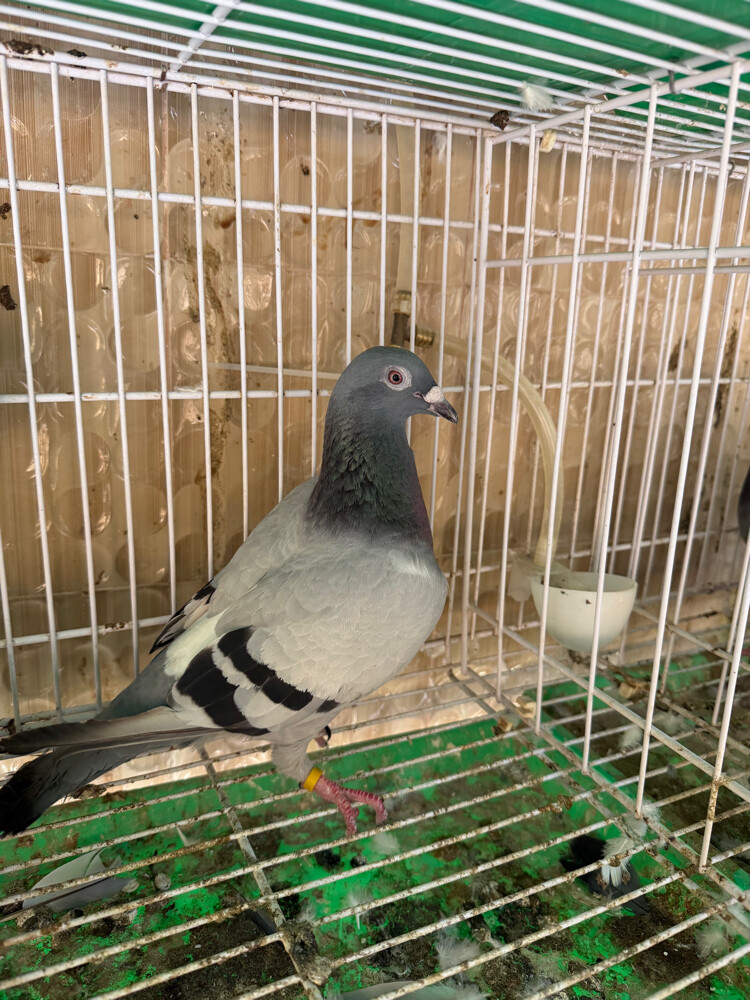 زوج حمام ريس - 2