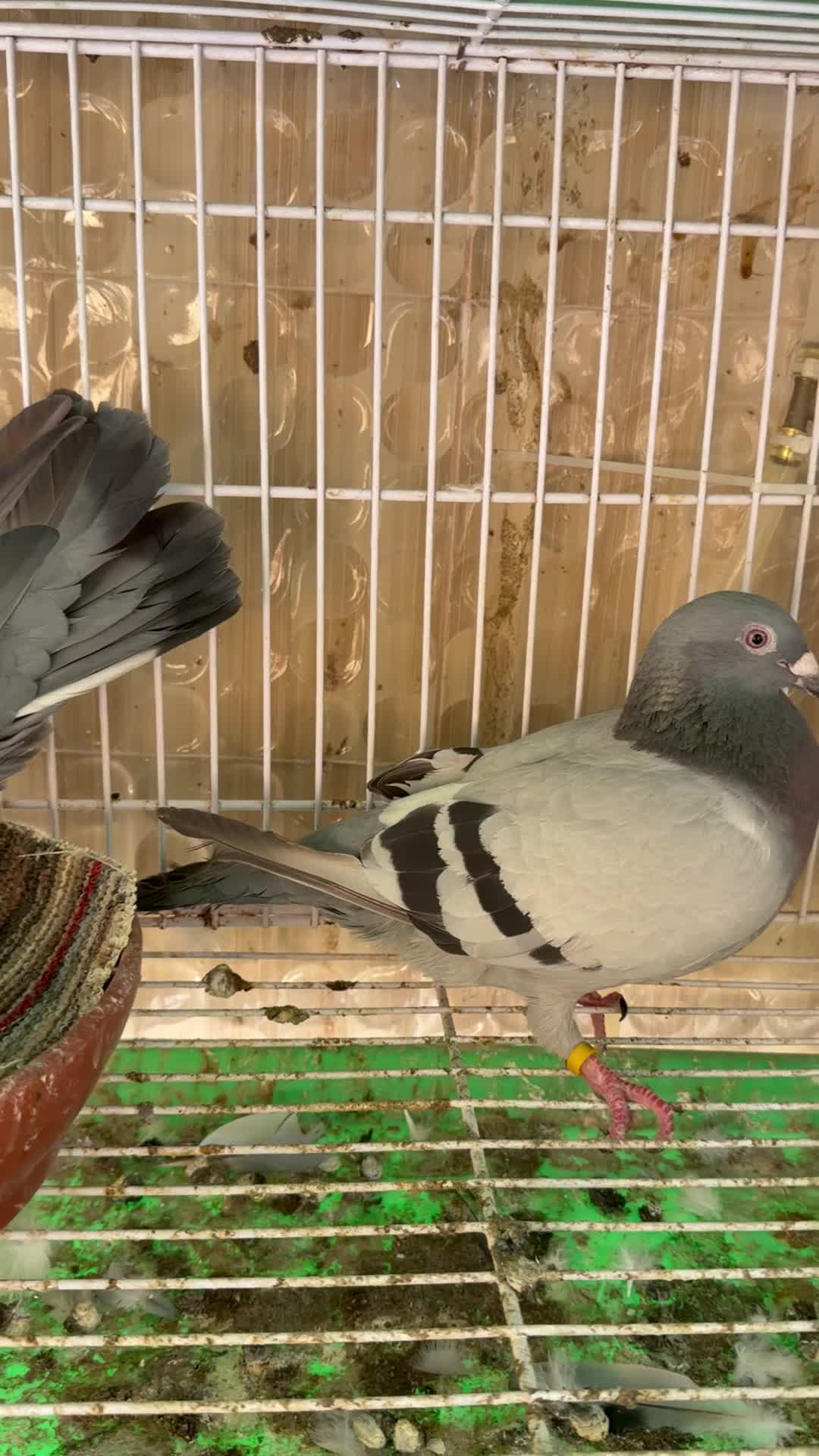 زوج حمام ريس - 4