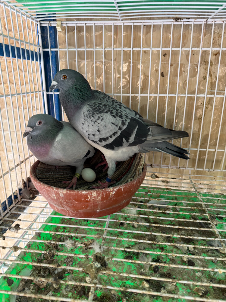 زوج حمام ريس - 3