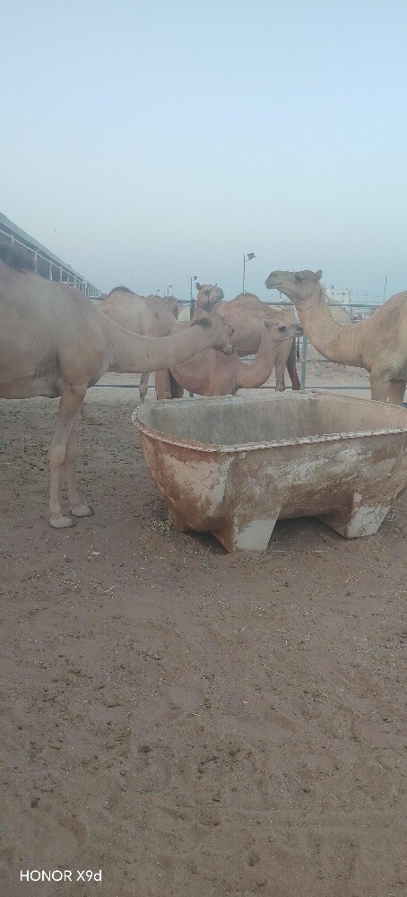 للبيع عشاير جملة وتفريد علي فحص - 1
