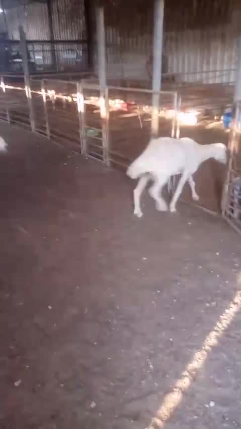 شويهات حبص - 2