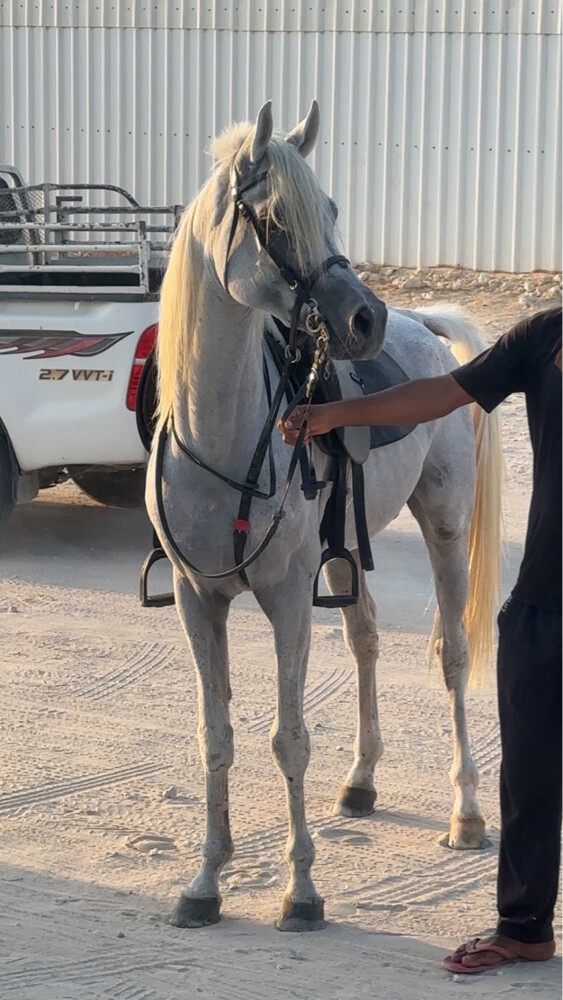 حصان عربي جمال - 1