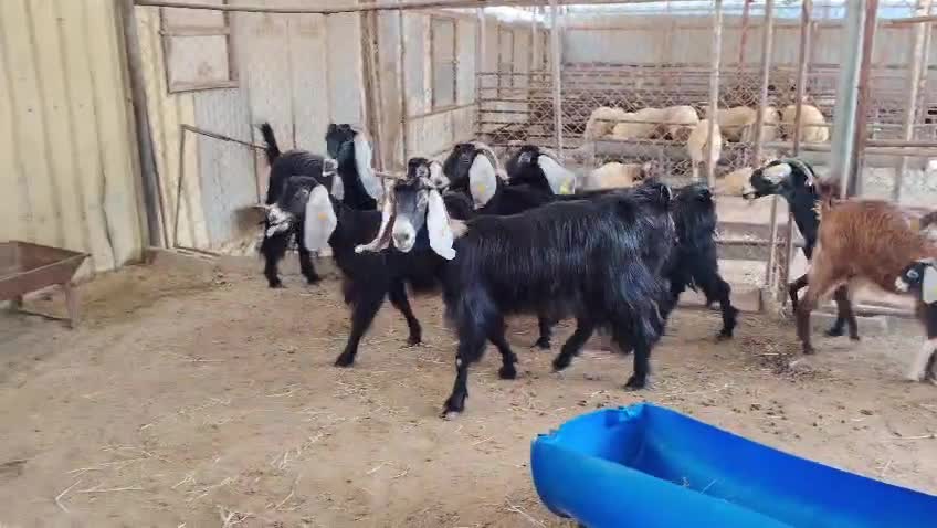 للبيع معزه عوارض طيبه - 1