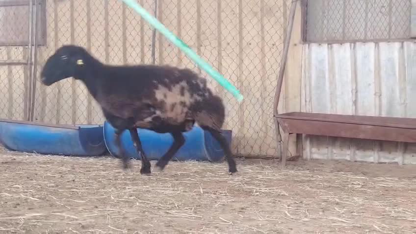 للبيع شا دفيع واصل - 1