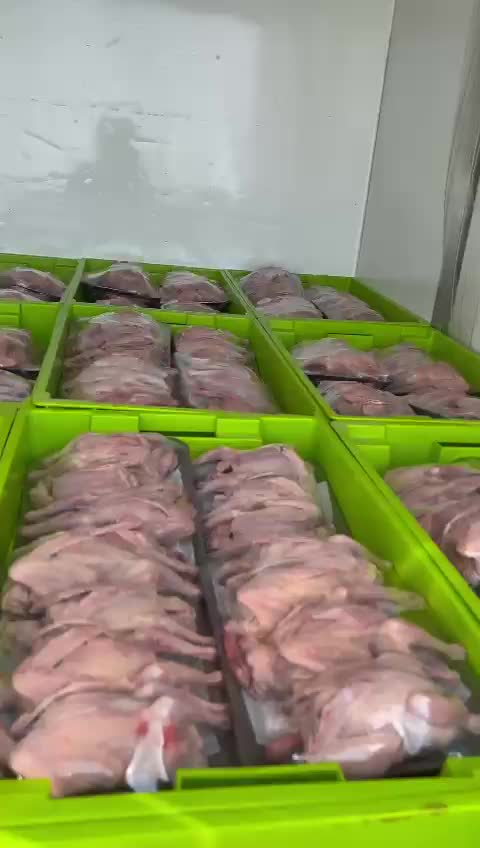 فروخ حمام لاحم وزاجل - 2