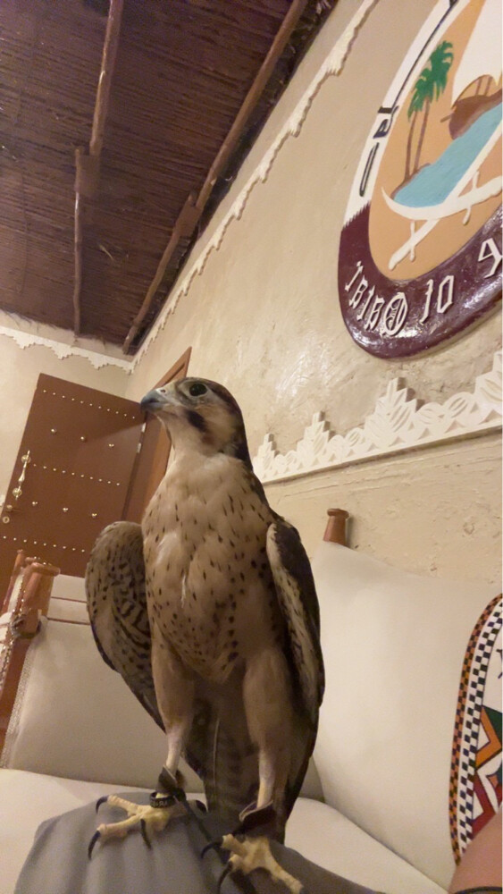 وكري سوداني  - 2