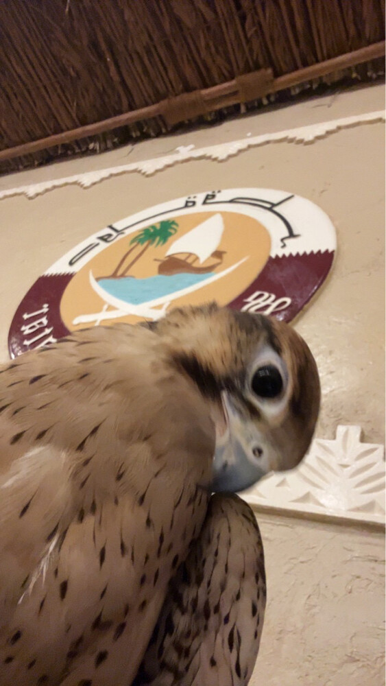 وكري سوداني  - 3