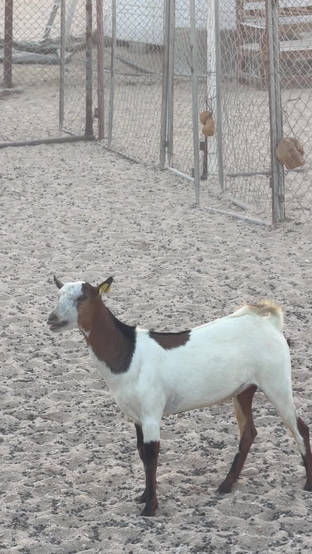 جفره  - 1